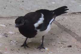 magpie
